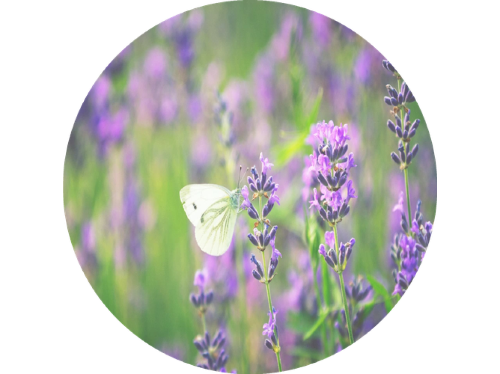 F6 Duftkartusche POD/SOLO/DUAL – Lavender (Lavendel)