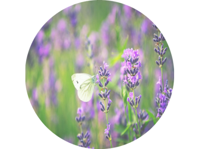 F6 Duftkartusche POD/SOLO/DUAL – Lavender (Lavendel)