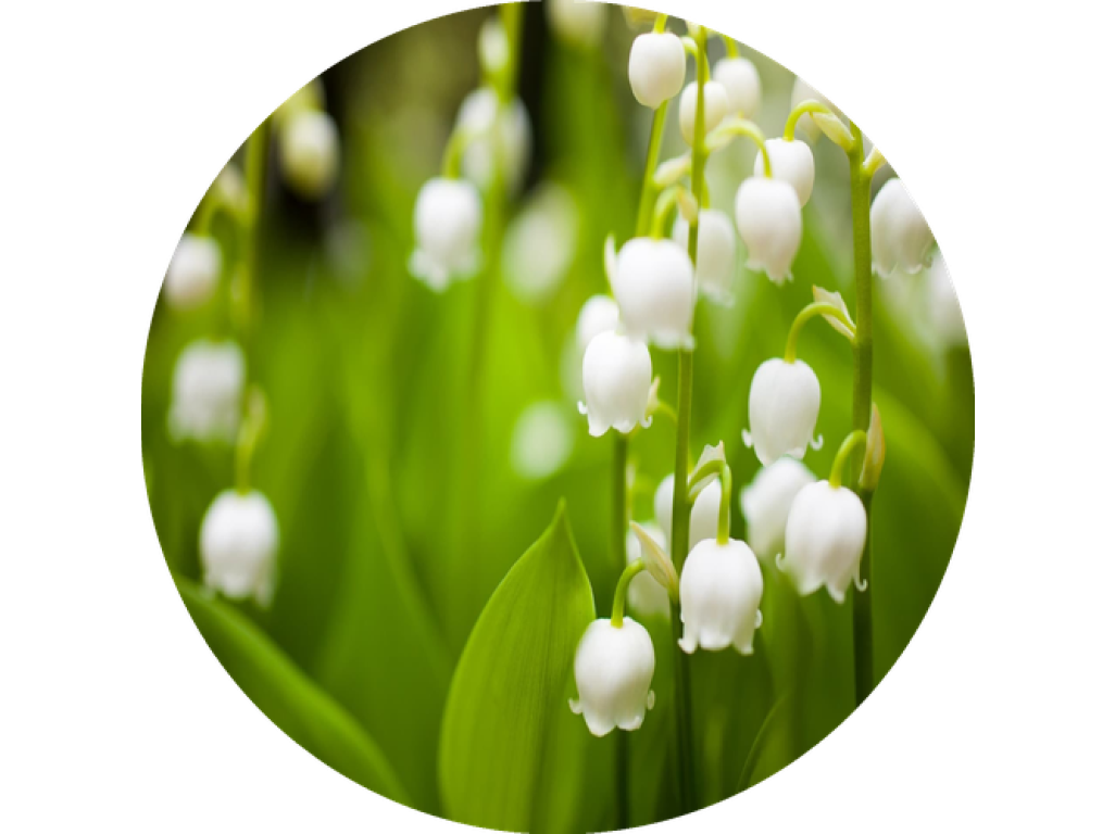 F6 Duftkartusche POD/SOLO/DUAL – Summer lilies (Lilie)