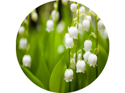 F6 Duftkartusche POD/SOLO/DUAL – Summer lilies (Lilie)