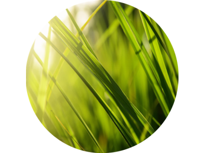 F6 Duftkartusche POD/SOLO/DUAL – Lemongrass (Zitronengras)