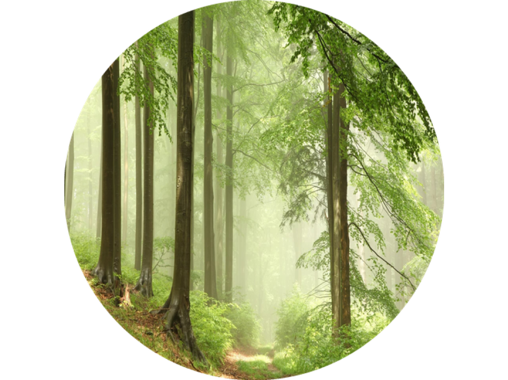 F6 Duftkartusche POD/SOLO/DUAL – Forest (Waldduft)