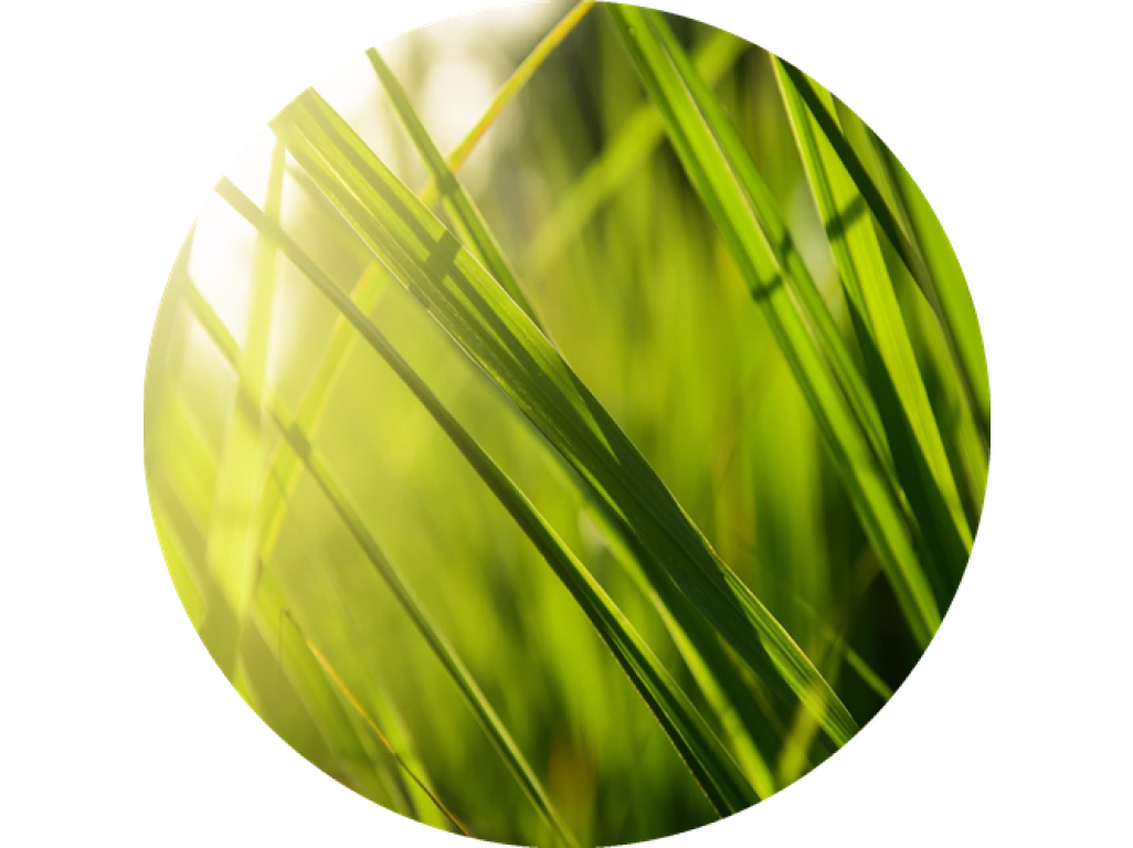 F5 Duftkartusche – Thai lemongrass (Zitronengras & Limette)