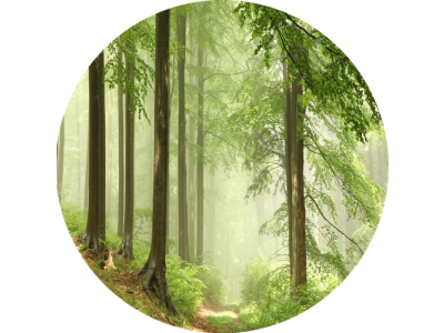 F5 Duftkartusche – Forest (Waldduft)